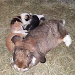 Serner Am Vakantieboerderij
